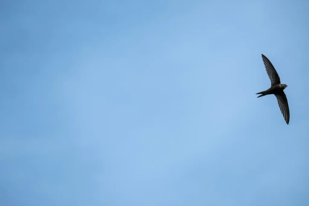 Martinet noir en plein vol plané dans un ciel bleu clair.