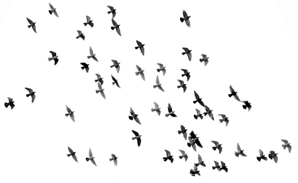 Vol de pigeons et d'oiseaux en noir et blanc dans le ciel.